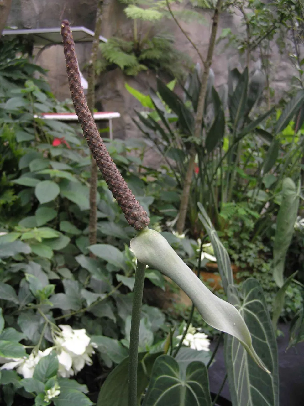 Anthurium clarinevirum fiore
