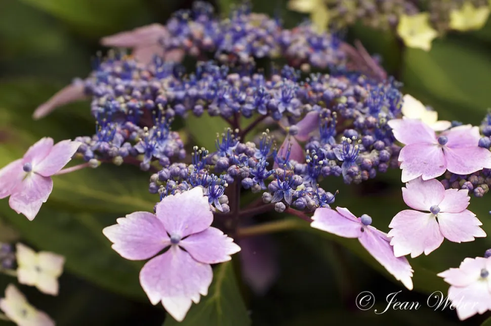 Hortensia 'Mariesii lilacina' fleurs stériles et fertiles