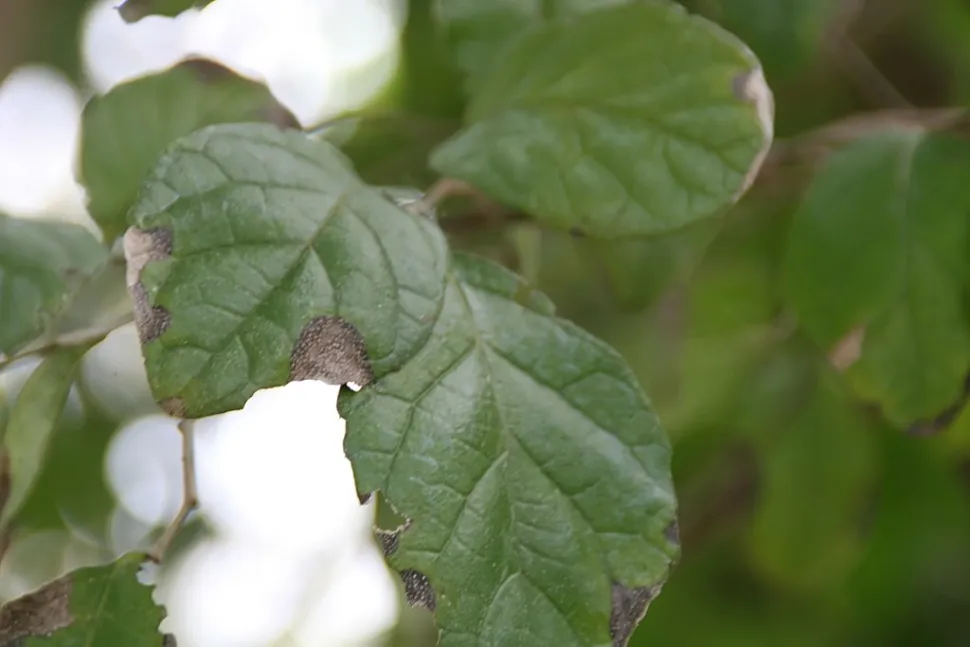 Folhas verdes Ehretia anacua