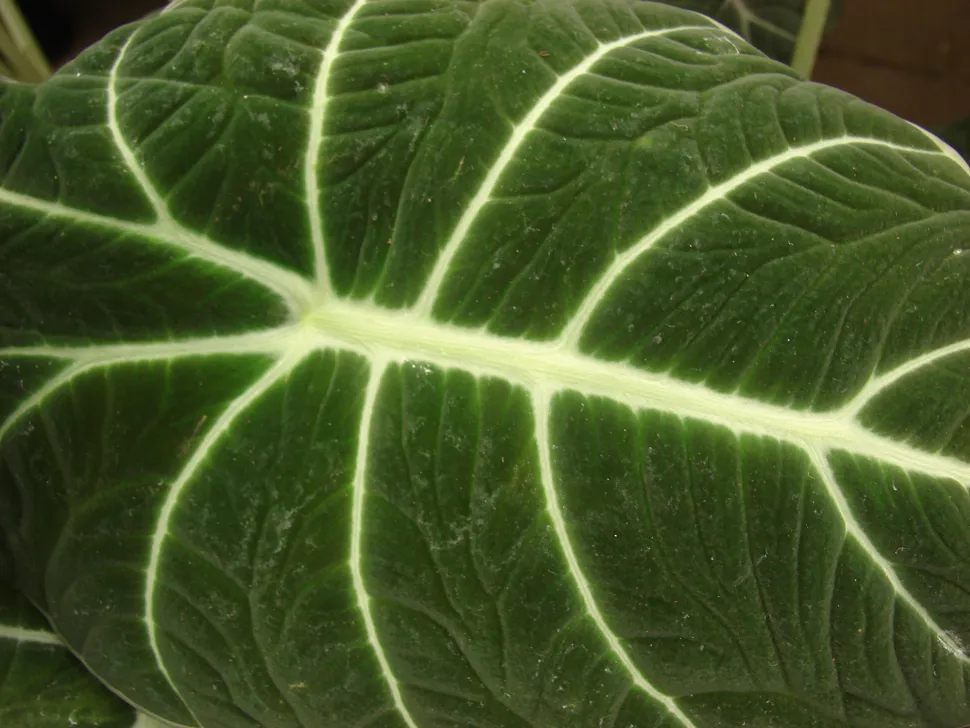 Detail van een Alocasia reginula blad