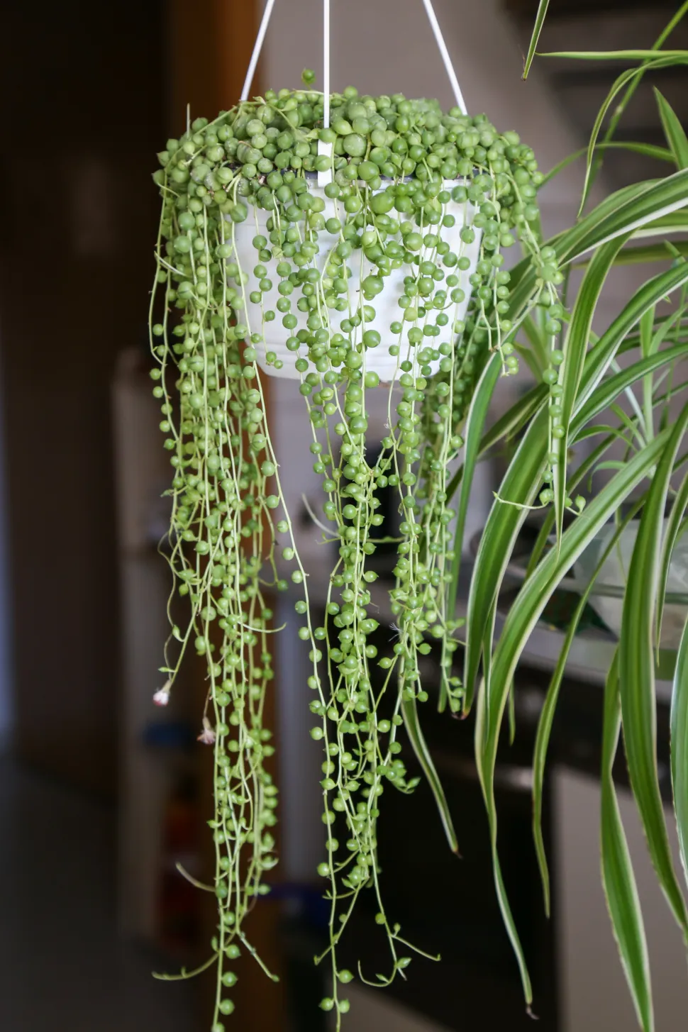 Suspensión del collar de perlas de plantas