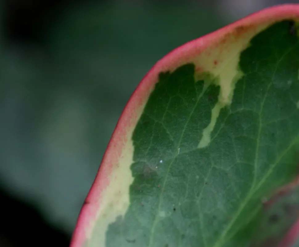 Grüne, rosafarbene und cremefarbene Blätter Peperomia clusiifolia variegata