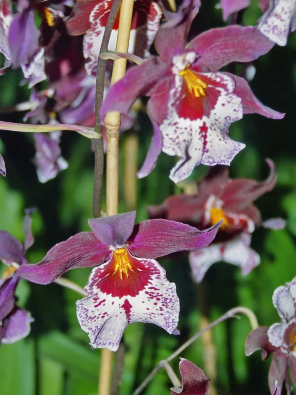 Orchidee Cambria Vuylstekeara violett und weiß