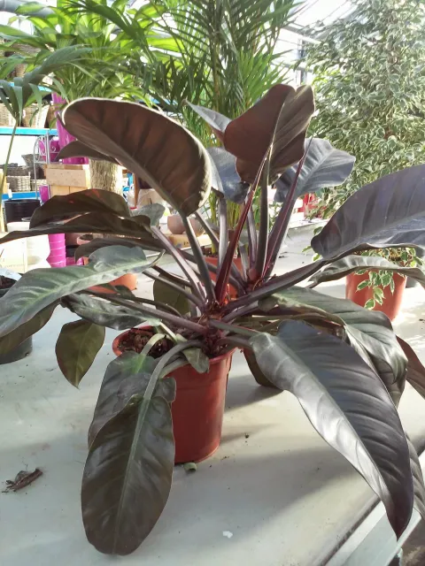 Philodendron 'Imperial Red' i potte