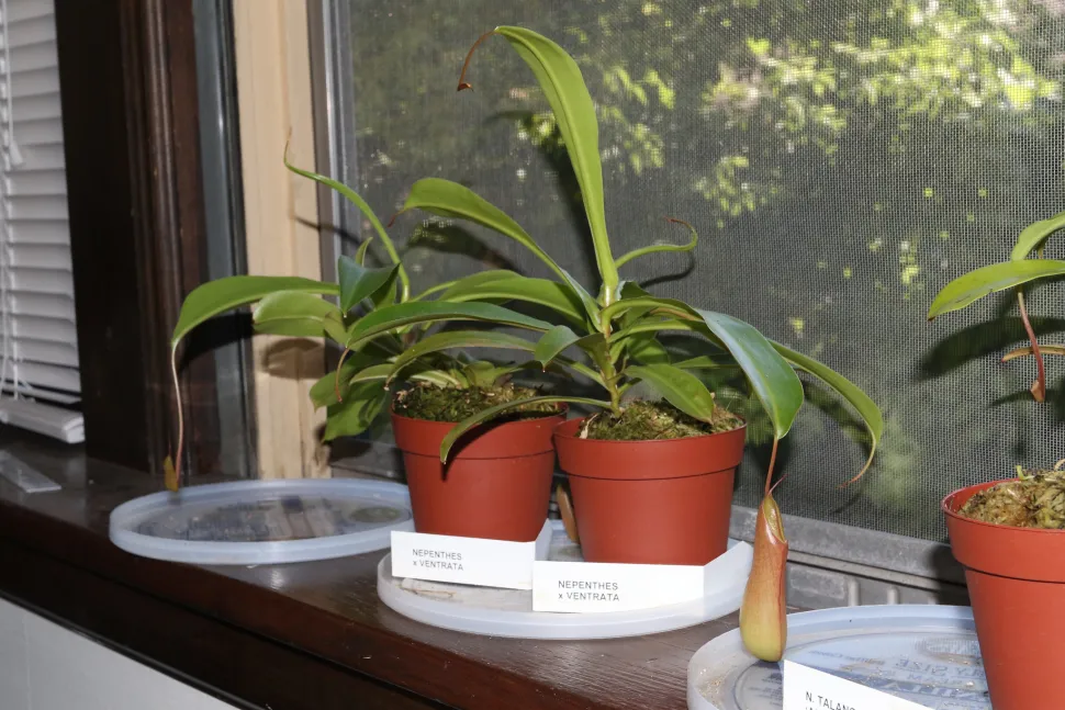 Nepenthes ventrata in een pot