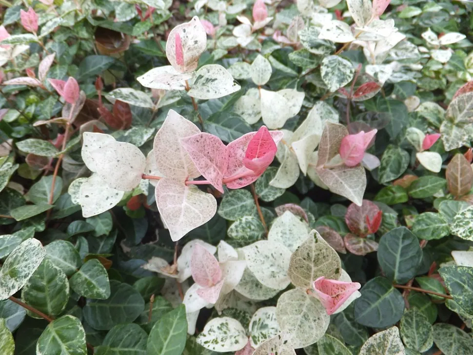 Falso gelsomino foglie verdi e bianche rosa