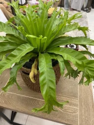 Asplenium Crissie num vaso