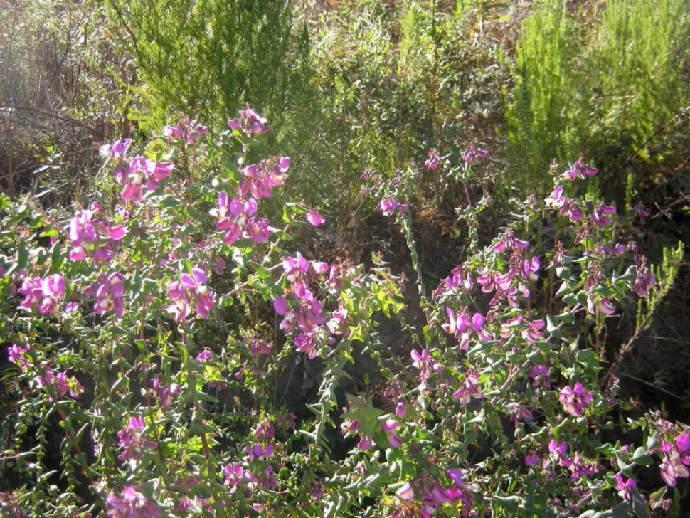 Arbuste buissonnant fleuri Polygala fruticosa
