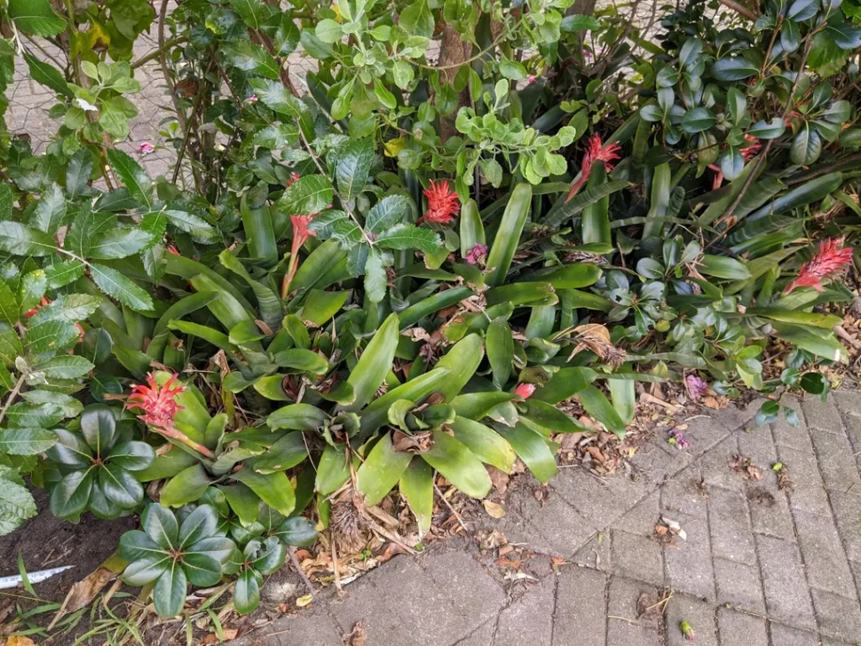 Billbergia pyramidalis nel terreno