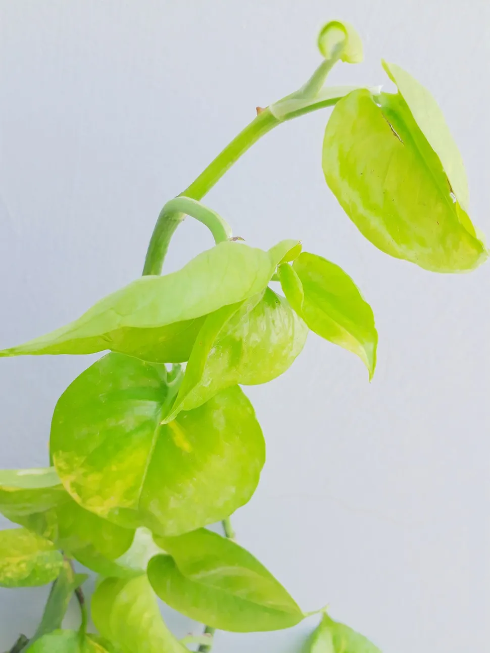 Liane de Pothos foglie verde chartreuse