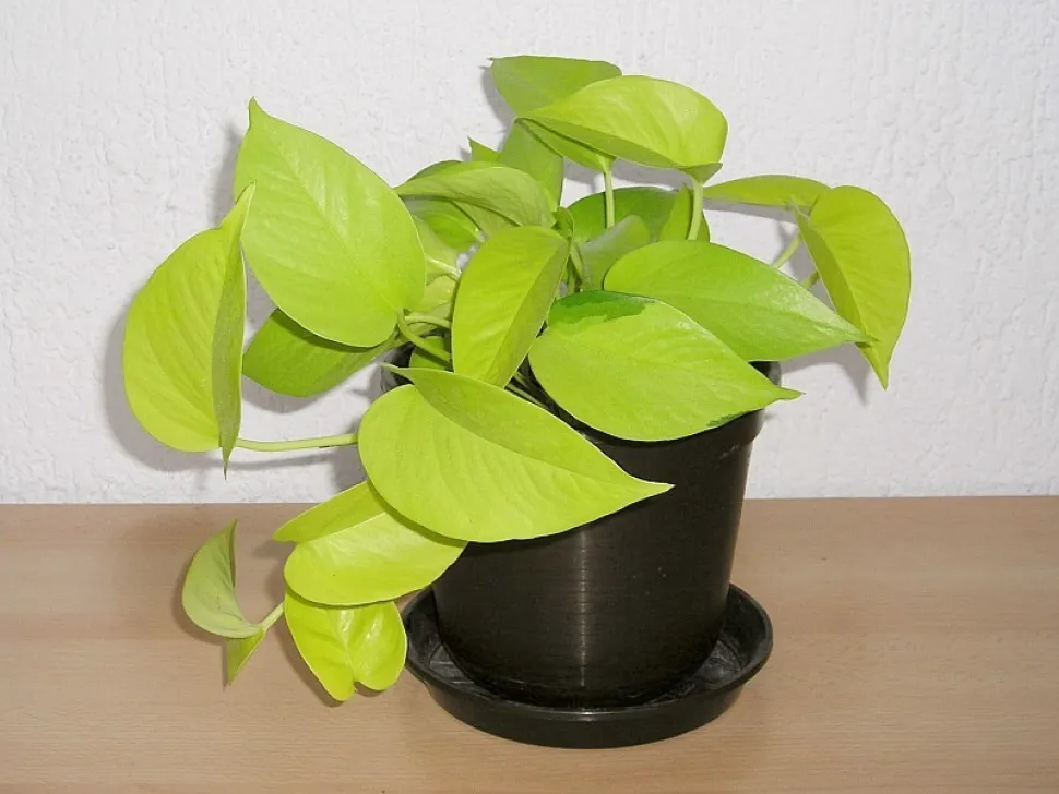 Pothos Neon im Topf