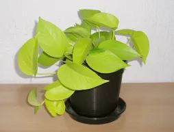 Pothos Neon num vaso