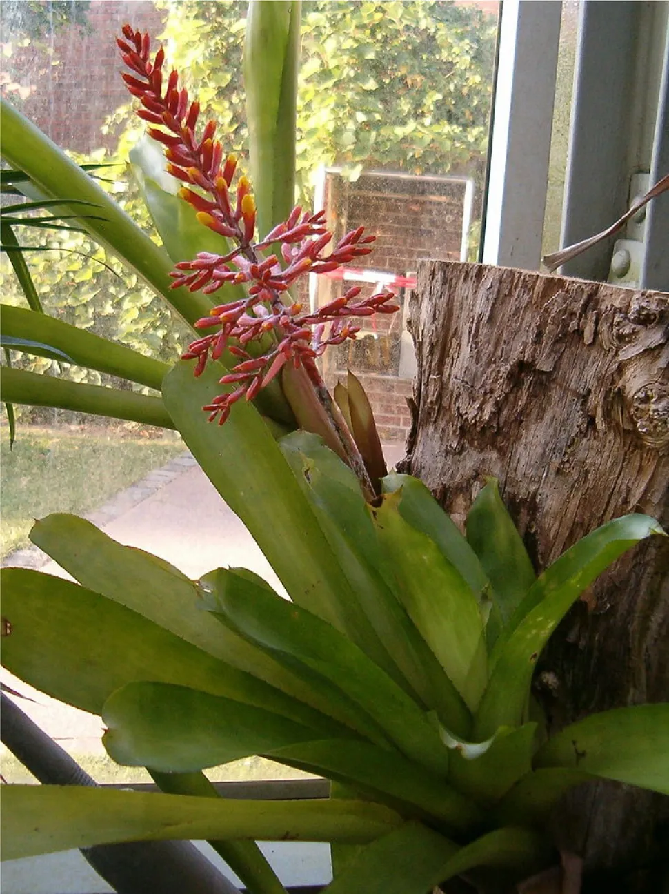 Aechmea caudata i blomst indendørs