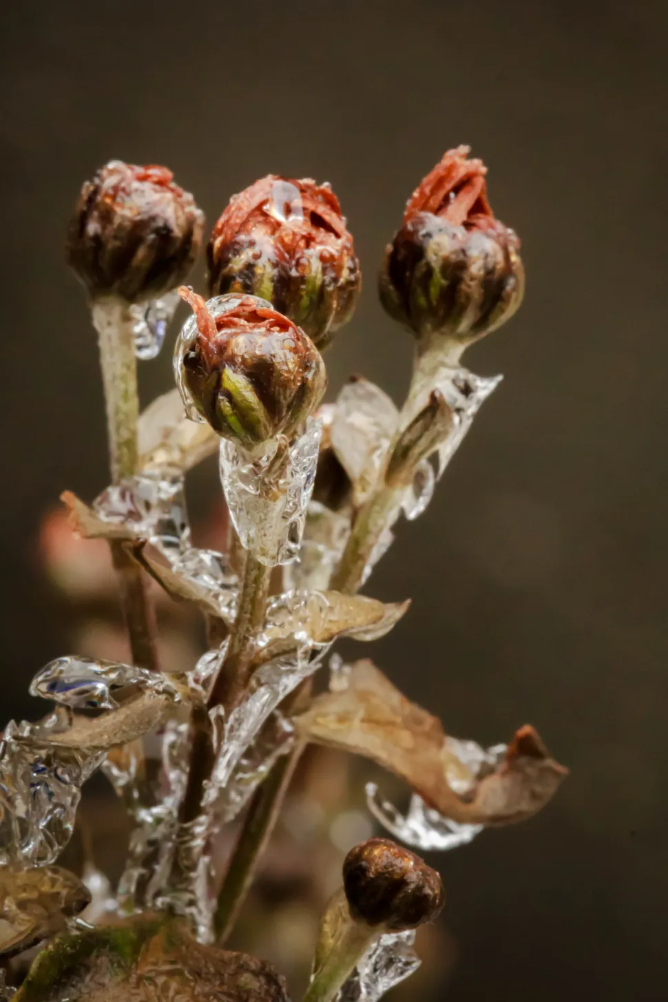 Gefrorene Knospen