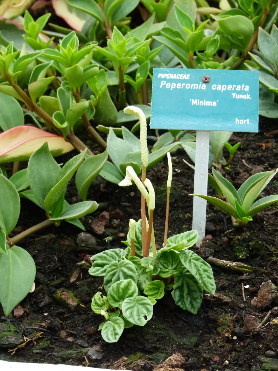 Peperomia caperata met groene bladeren