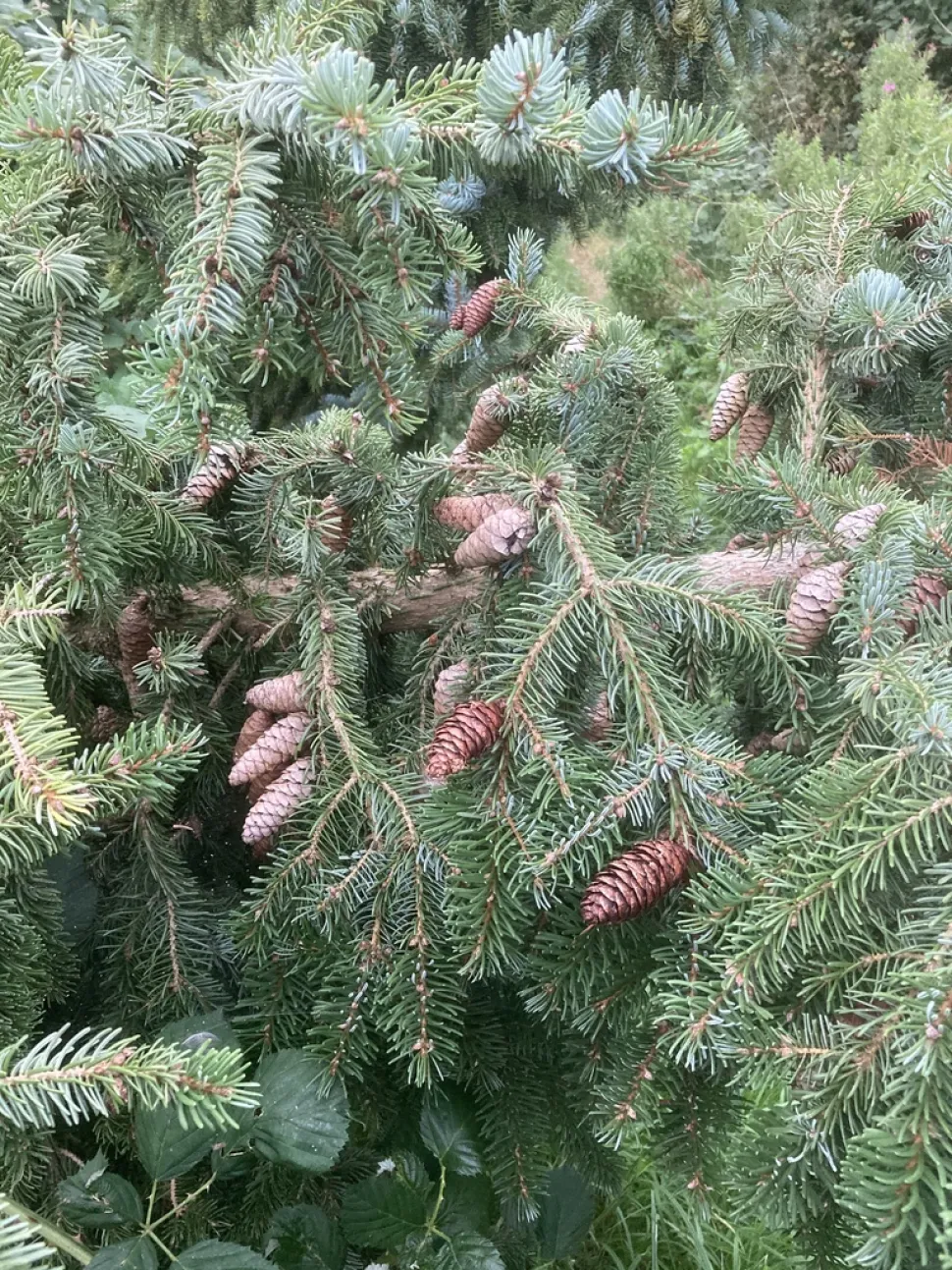 Pieca omorika pine cones