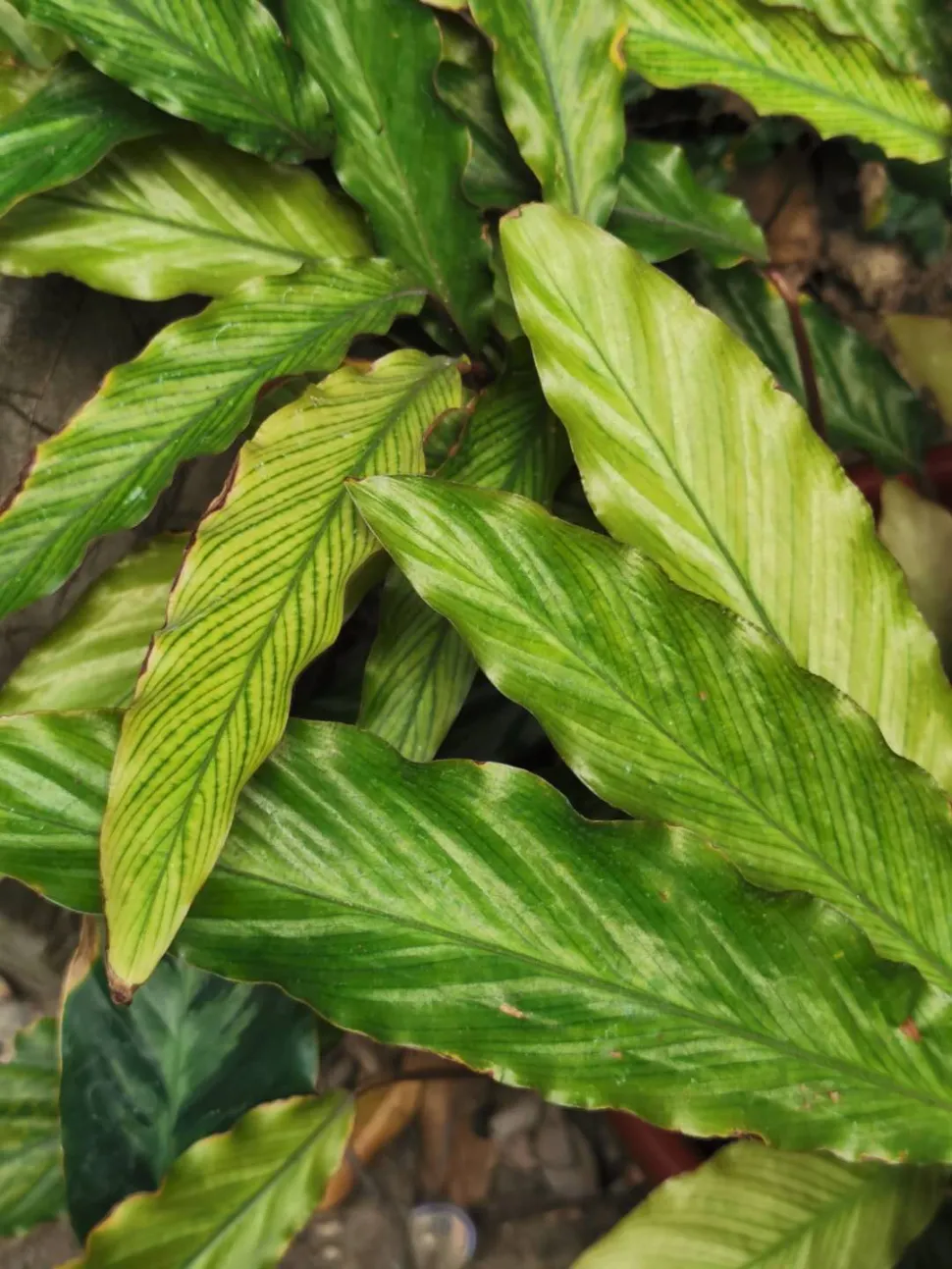 Folhas verdes estriadas Goeppertia rufibarbaba