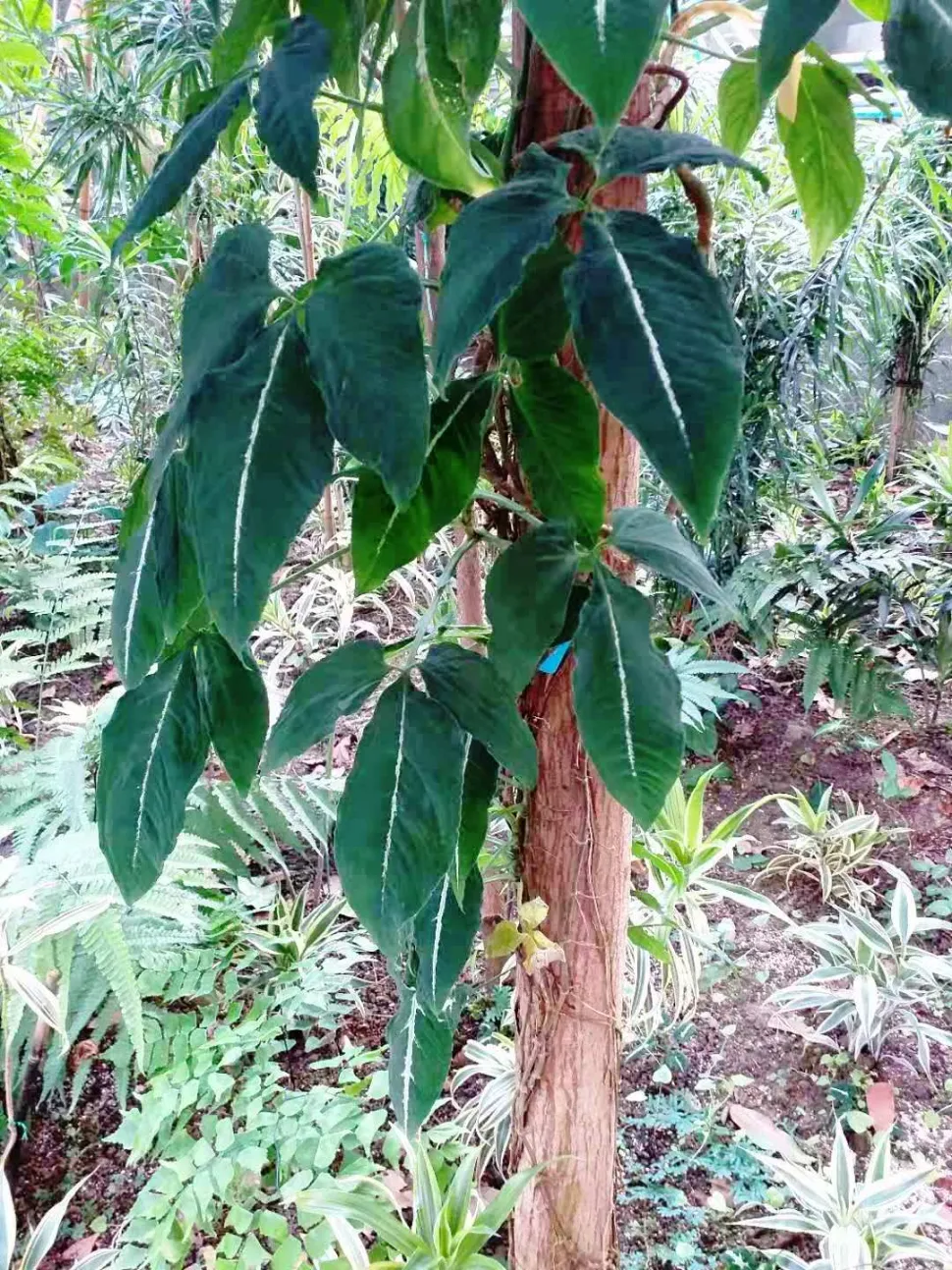 Syngonium wendlandii in der Natur