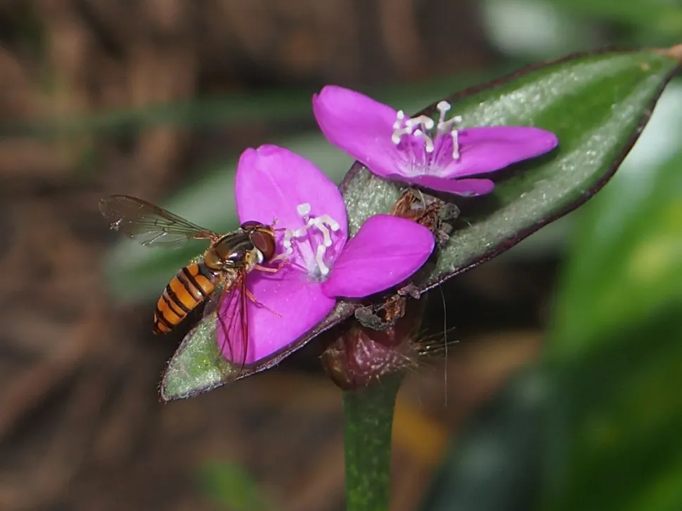 A miséria das flores roxas