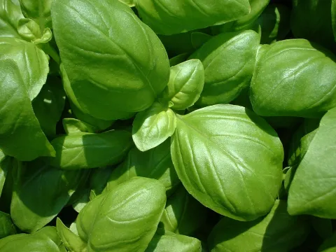 Basilicum groene bladeren