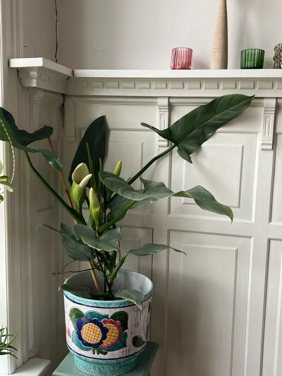 Großer Philodendron hastatum im Topf