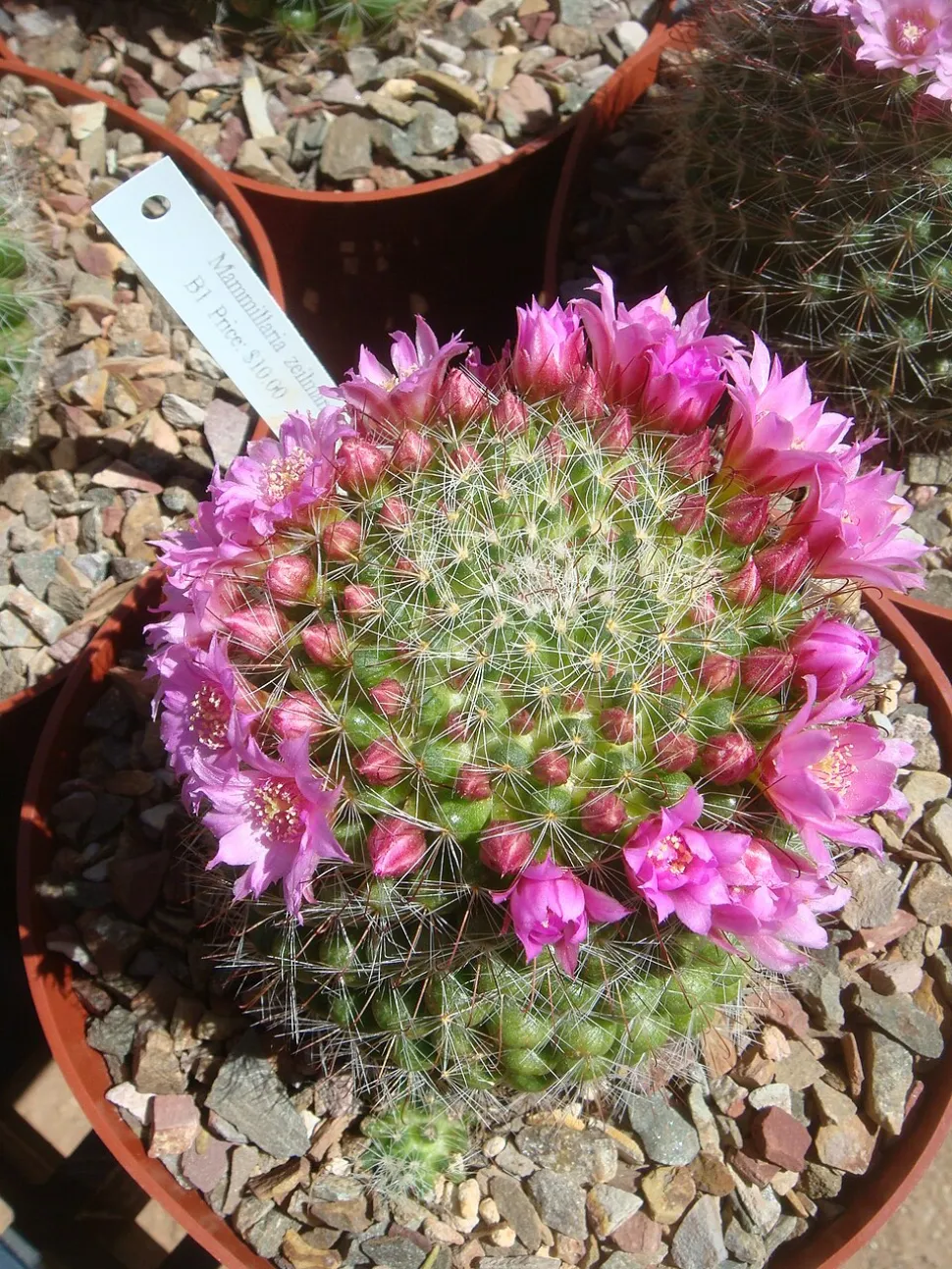 Cactus pink flowers Mammillaria zeilmannia