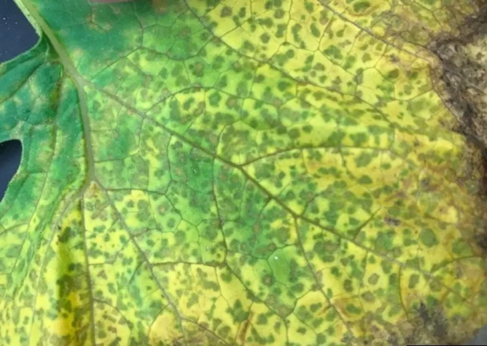 Symptome von falschem Mehltau auf einem Blatt von Kürbisgewächsen