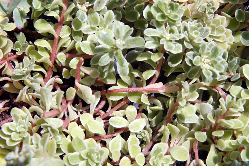 Sedum makinoi i jorden