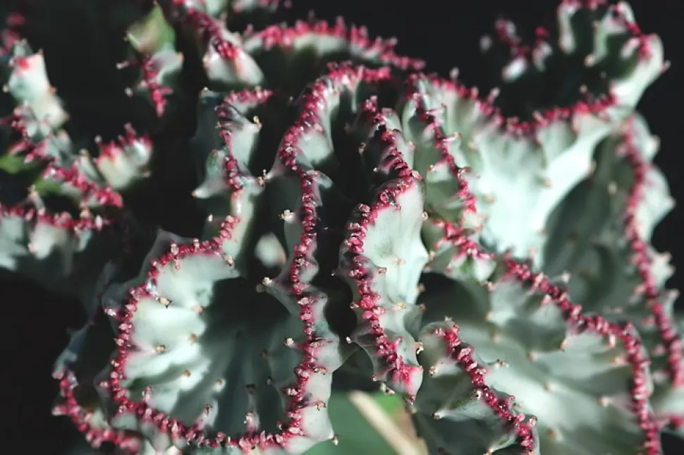 Einde van een Euphorbia lactea cristata stengel