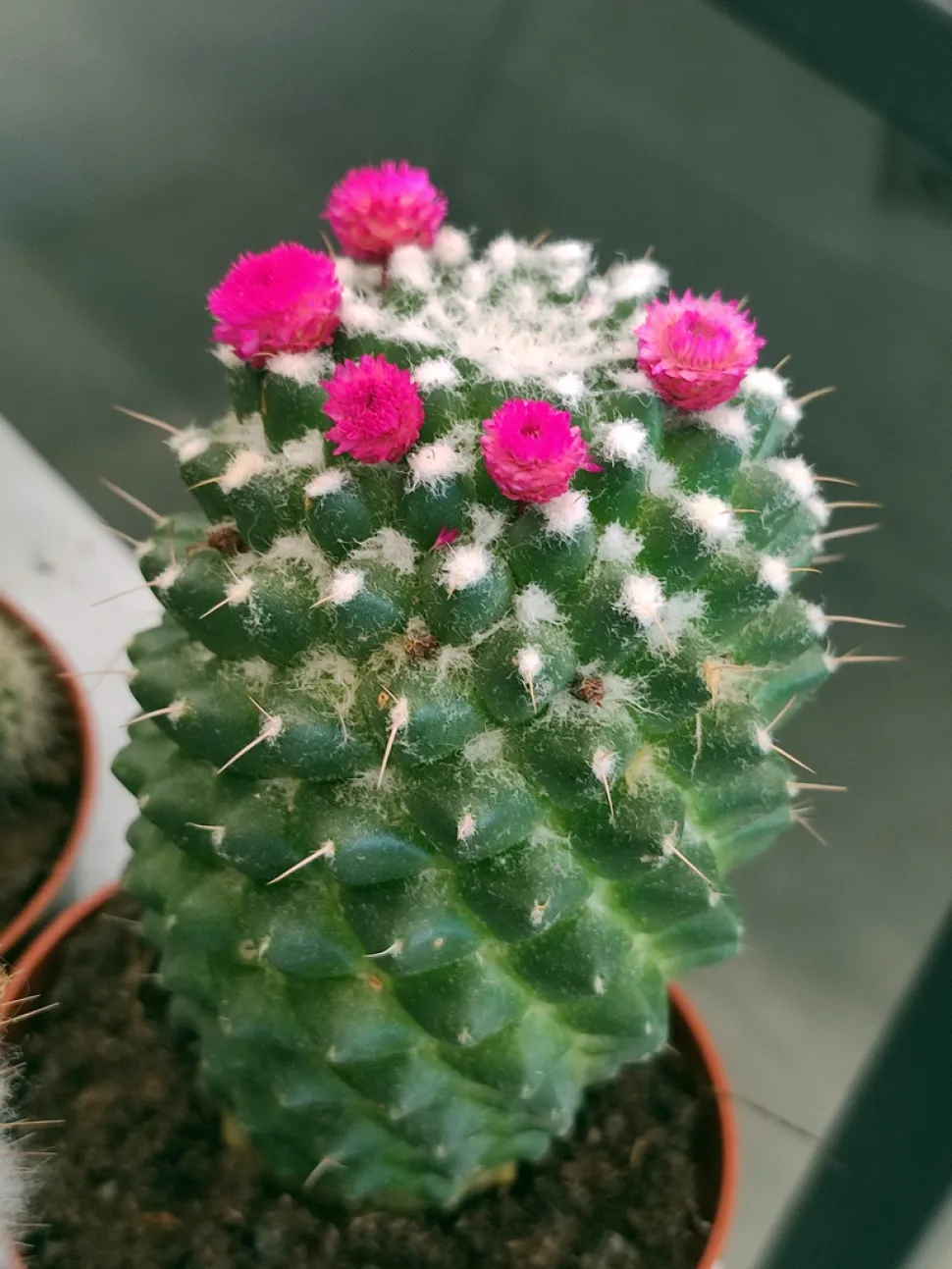 Kaktus rosa Blüten Mammillaria polythele