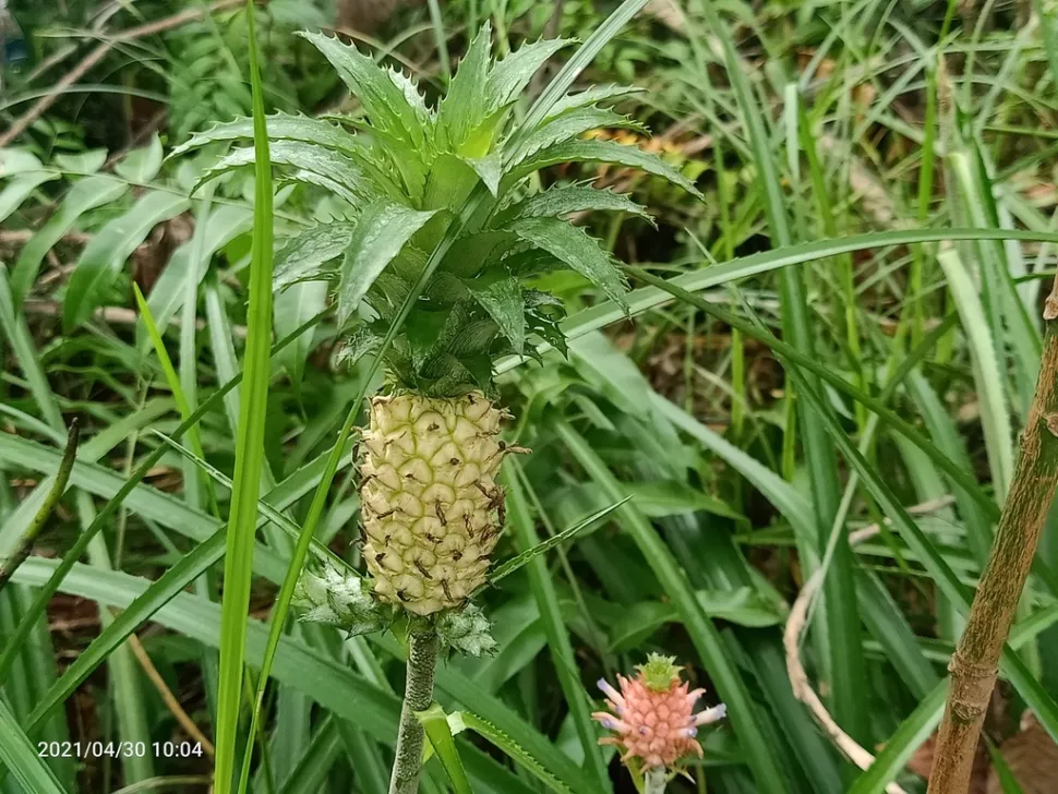 Fruto de piña comosus var. microstachys