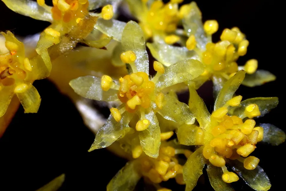 Fiori di Sassafras randaiense