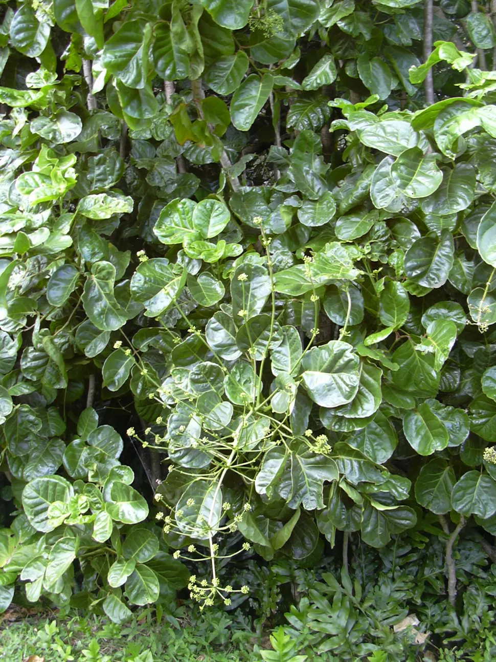 Polyscias scutellaria en pleine terre