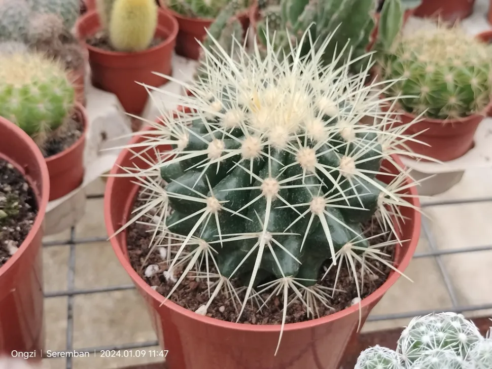 Kroenleinia grusonii en maceta
