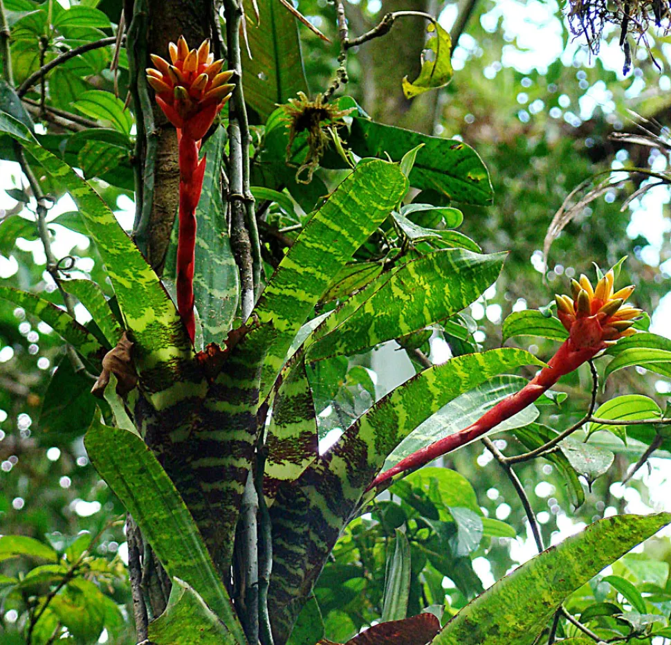 Guzmania musaica epífita