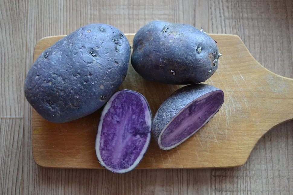 Patata viola vitelotte