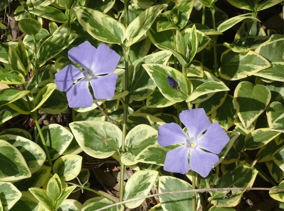 Flor tapizante bígaro violeta