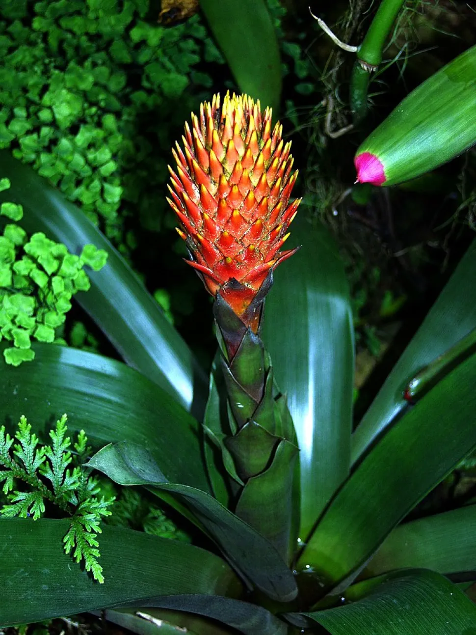 Blomsterstand af Guzmania conifera