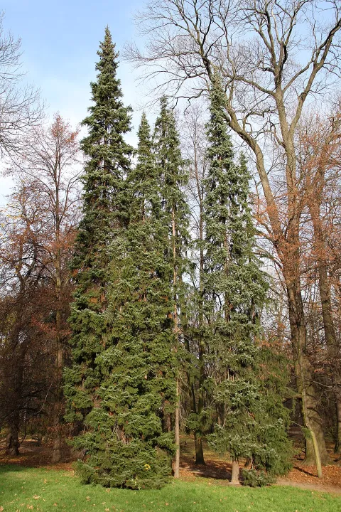 Picea omorika i jorden