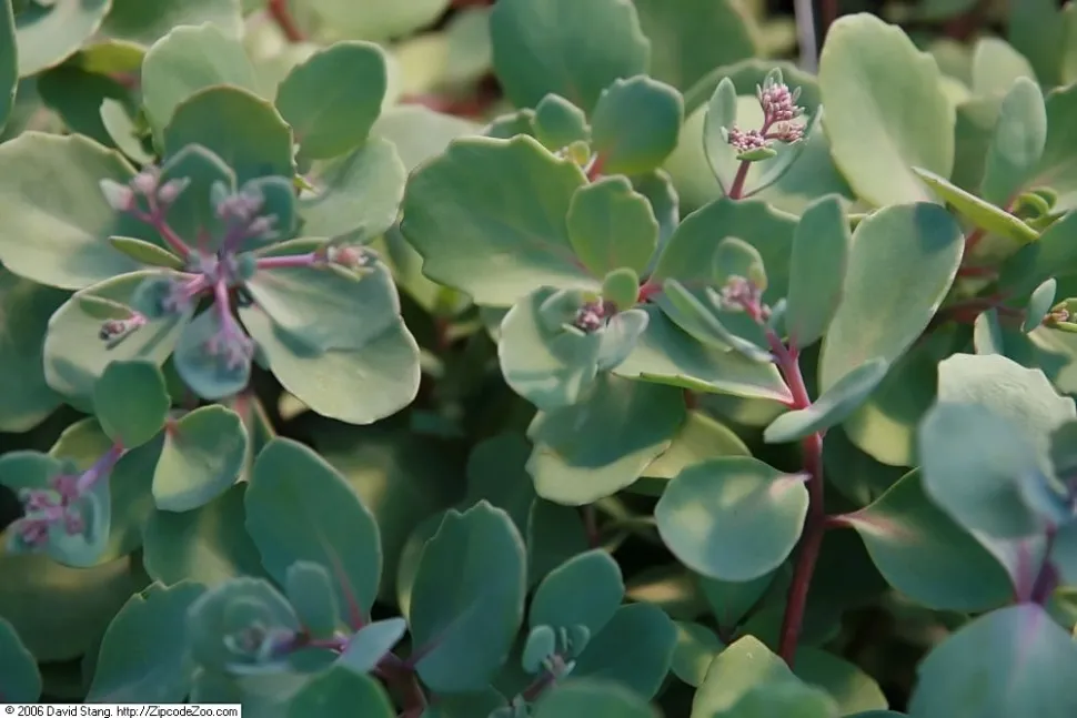 Sedum makinoi blade
