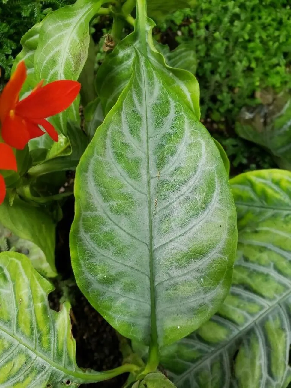 Aphelandra aurantiaca blad