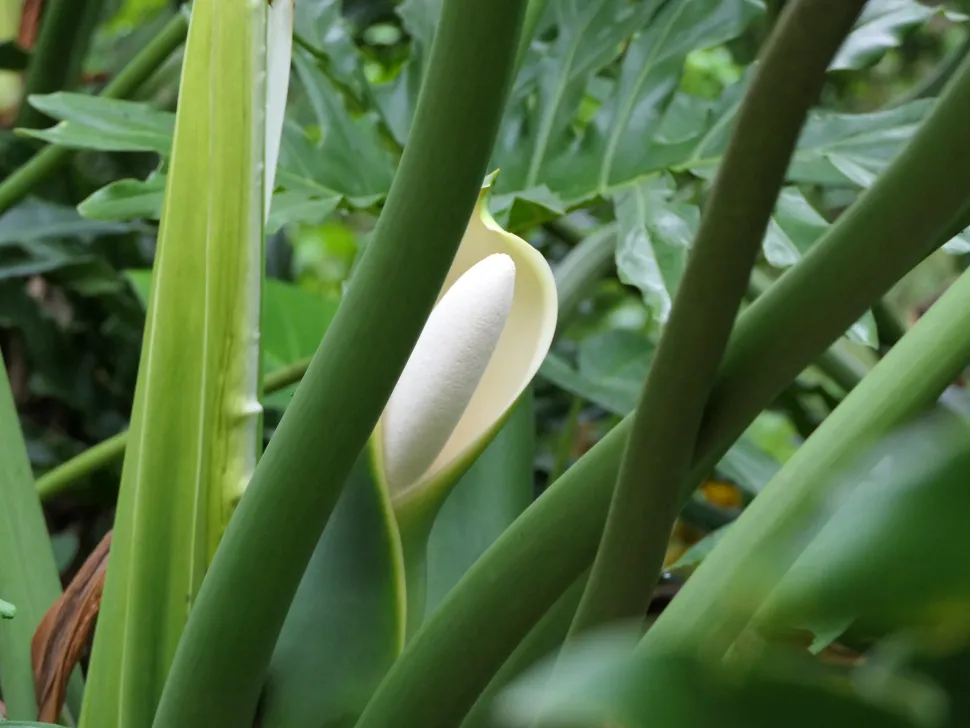 Flor Philodendron bipinnatifidum