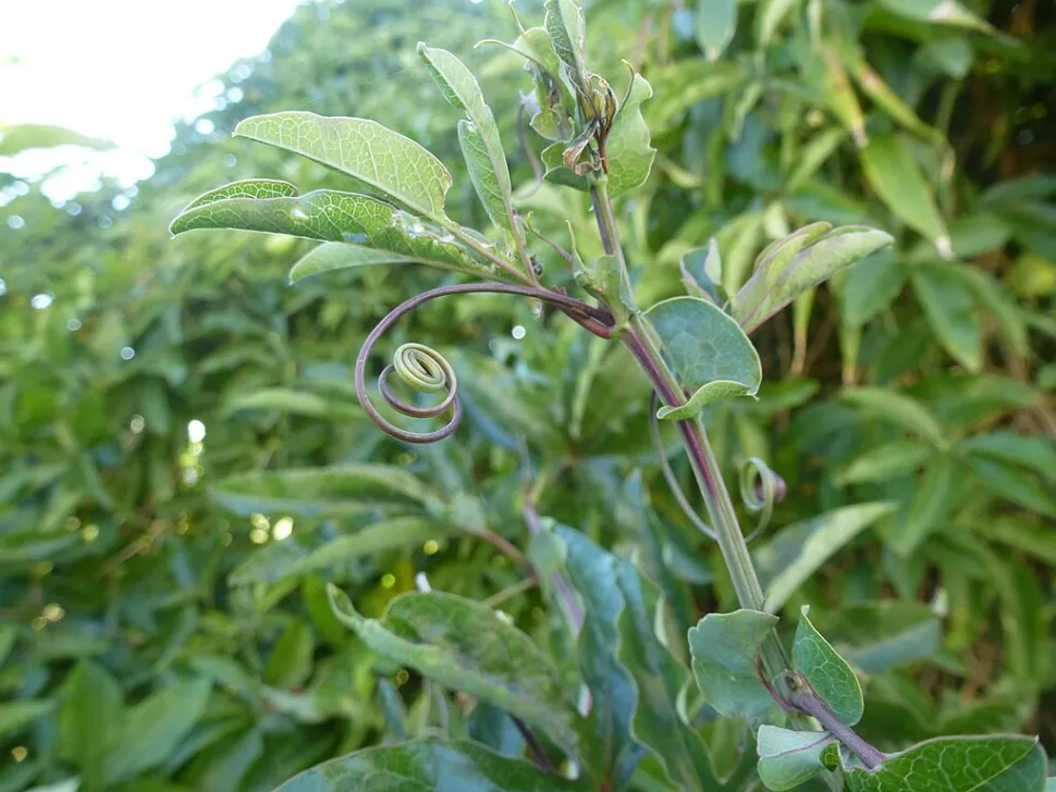 Bladeren en ranken Passiflora caerulea