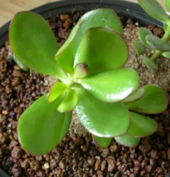 Crassula ovata 'Minor' in vaso