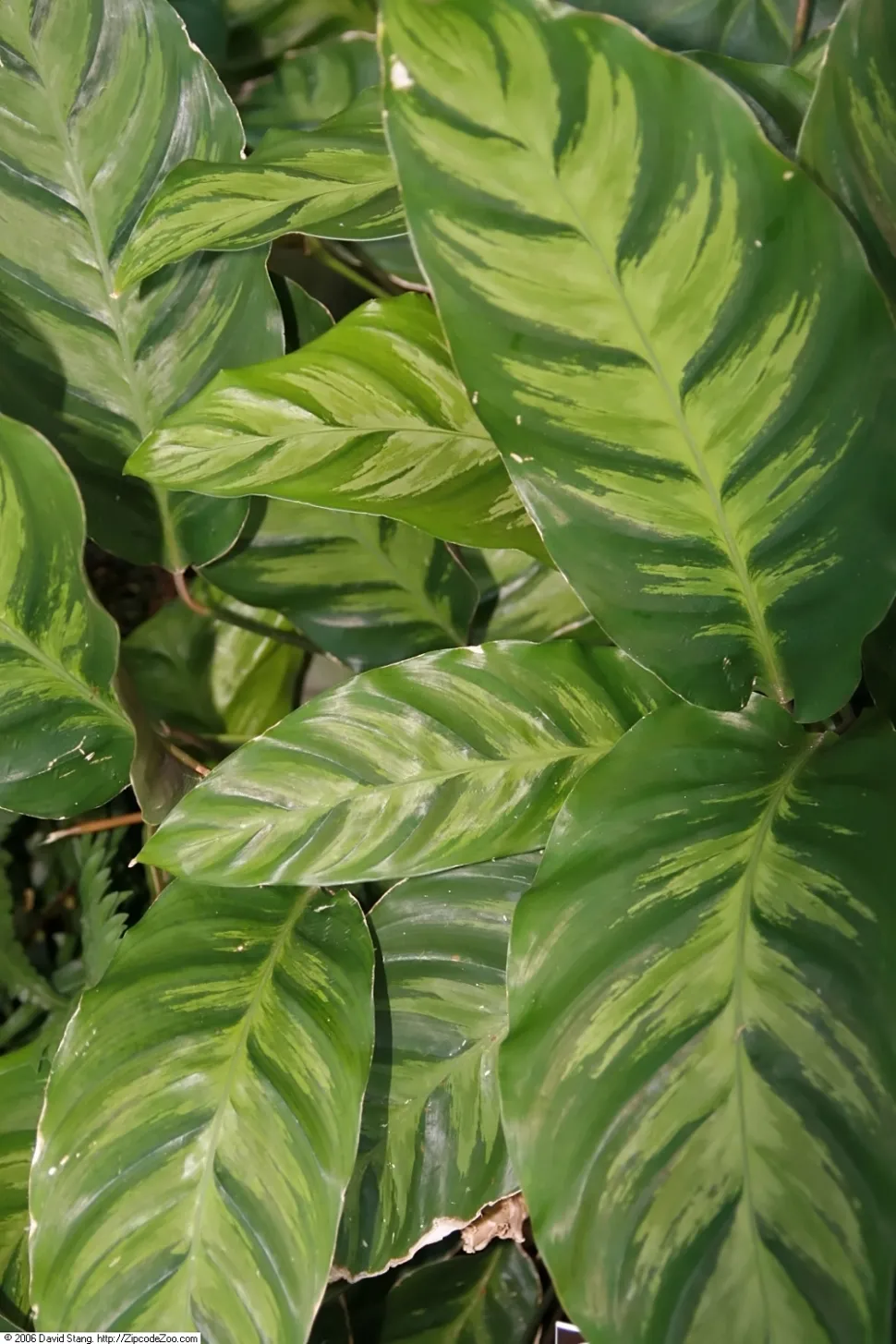 Bladeren van Calathea Louisae