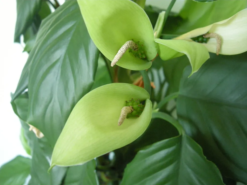 Fiore di Aglaonema Simplex