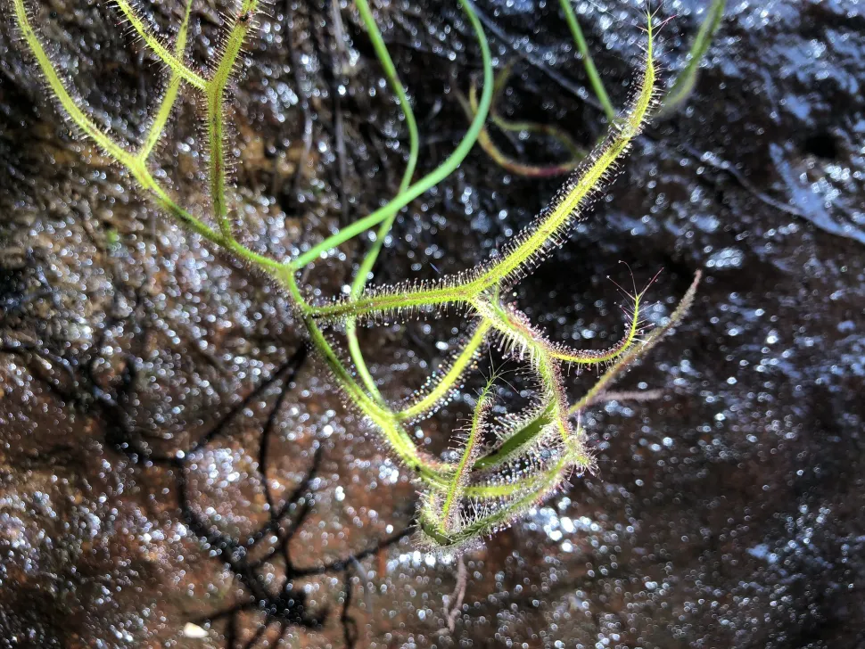 Drosera multifida groene bladeren