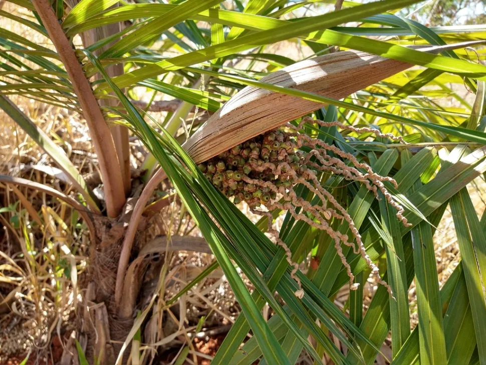 Palmeras y frutos de Syagrus comosa