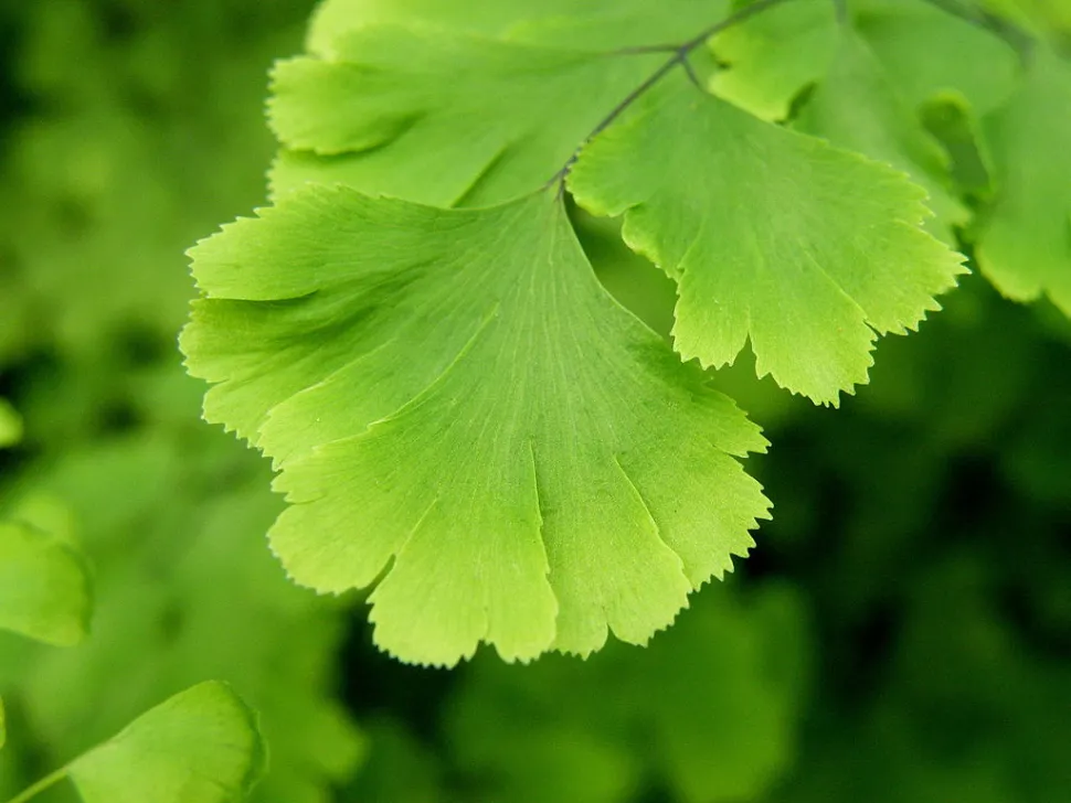 Adiantum capillus-veneris pinnule
