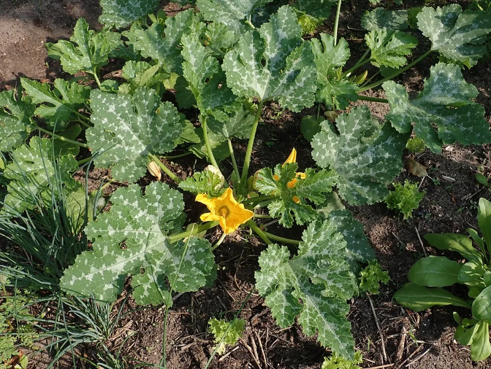 Zucchino non rampicante, fiore giallo